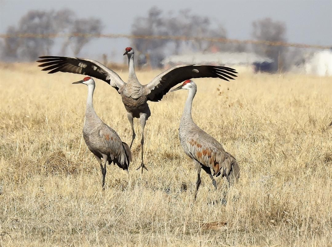 The cranes are returning. Will the tourists?