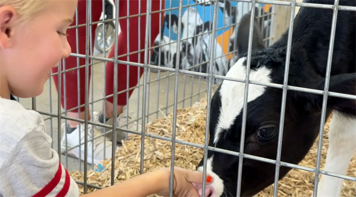 Special State Fair calf named after Husker punter