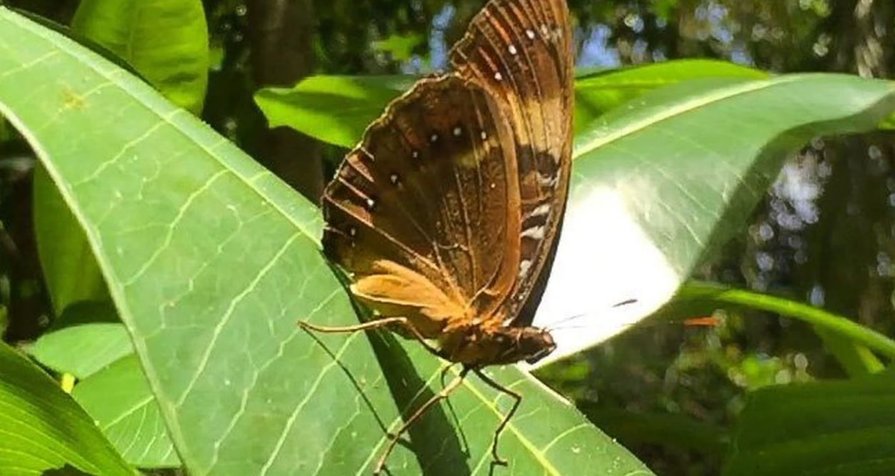 23 imperiled regional creatures and plants will have habitat protection