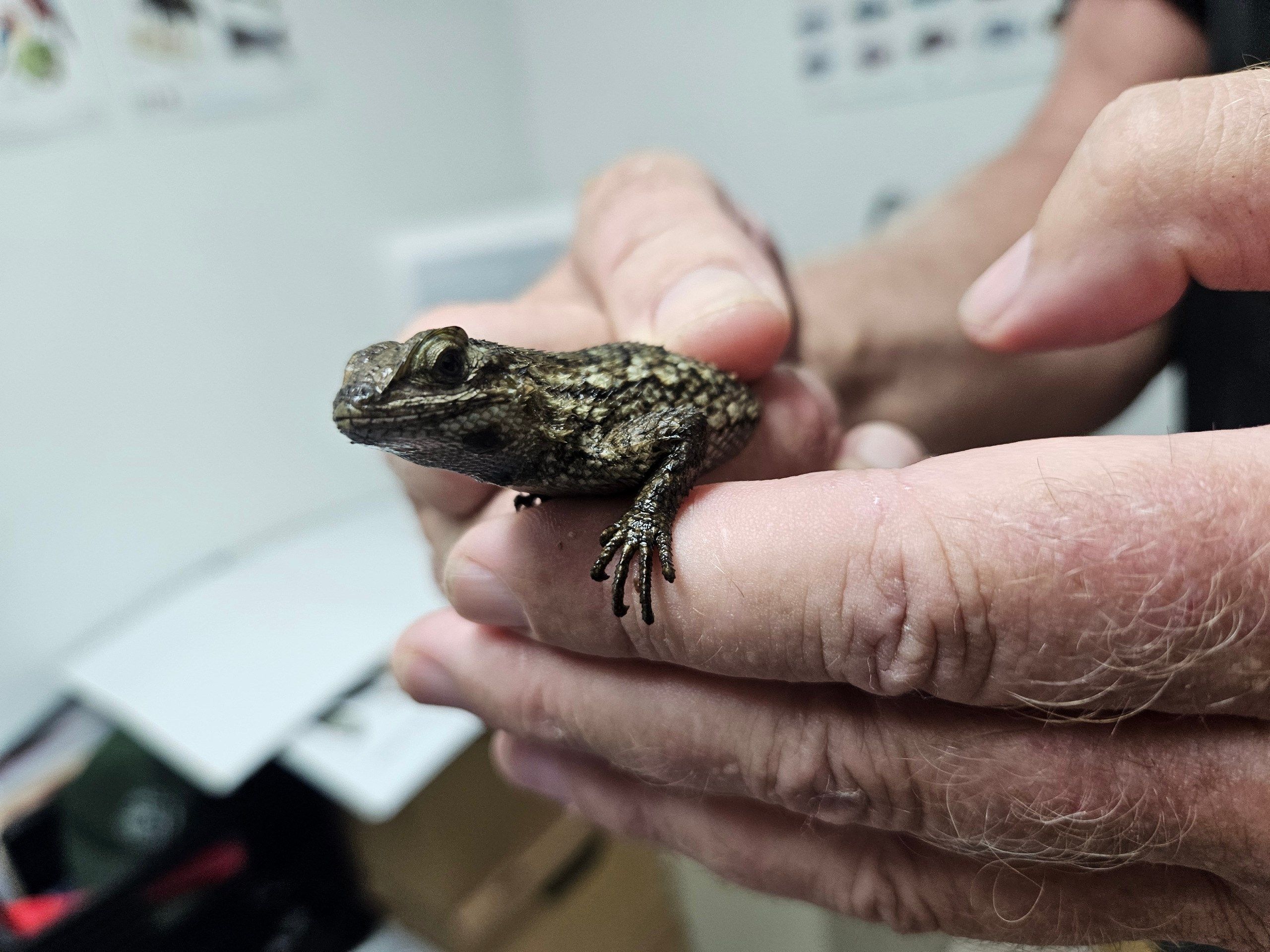 Potentially invasive lizard threat to Guam's skink apprehended by authorities