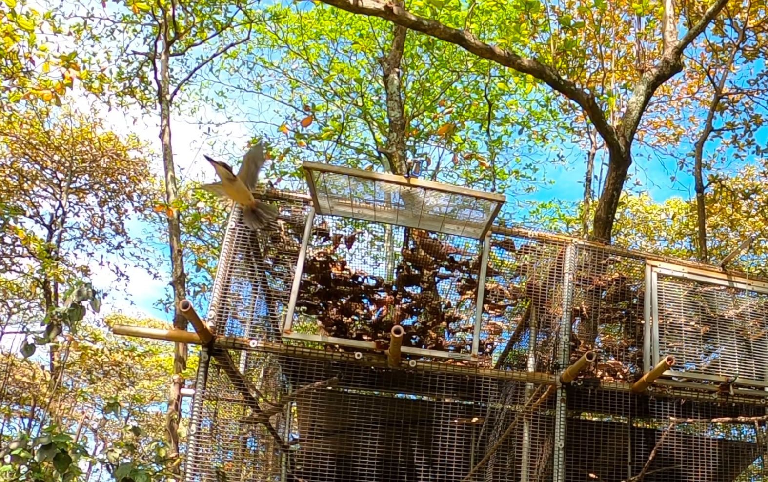 Guam Sihek return to wild for the first time since 1988