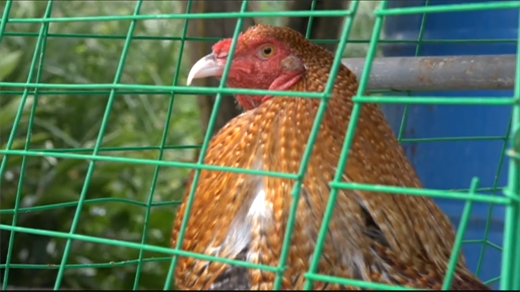 Live poultry ban lifted