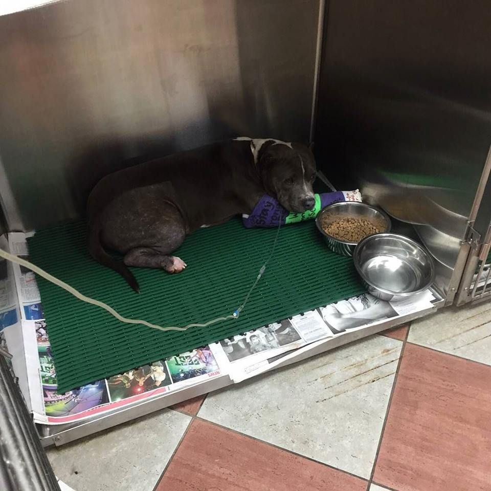 Community outraged at savage beating of dogs