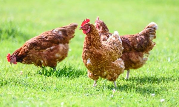 Contagious Avian Influenza detected in wild bird in Nebraska