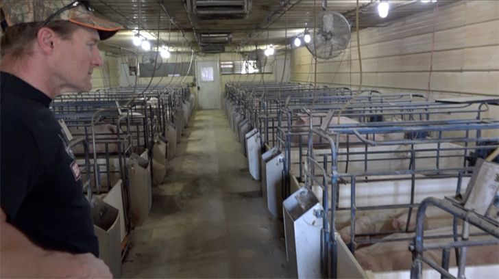 Nebraska hog farmers face difficult reality
