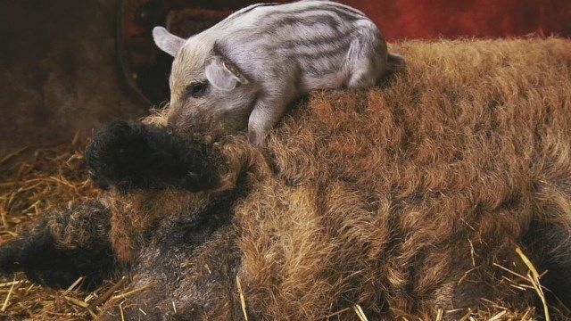 Pender family raising unique breed of pigs