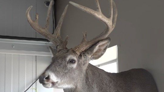 Legislative bill seeks funding to help local meat processors increase capacity