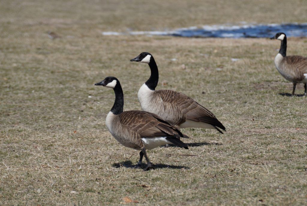 Bird flu located in three more Nebraska counties