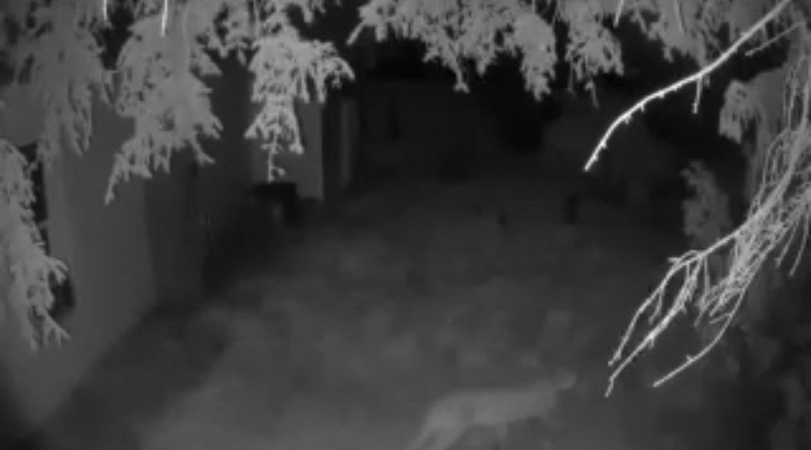 Authorities investigating mountain lion sighting in north Sidney