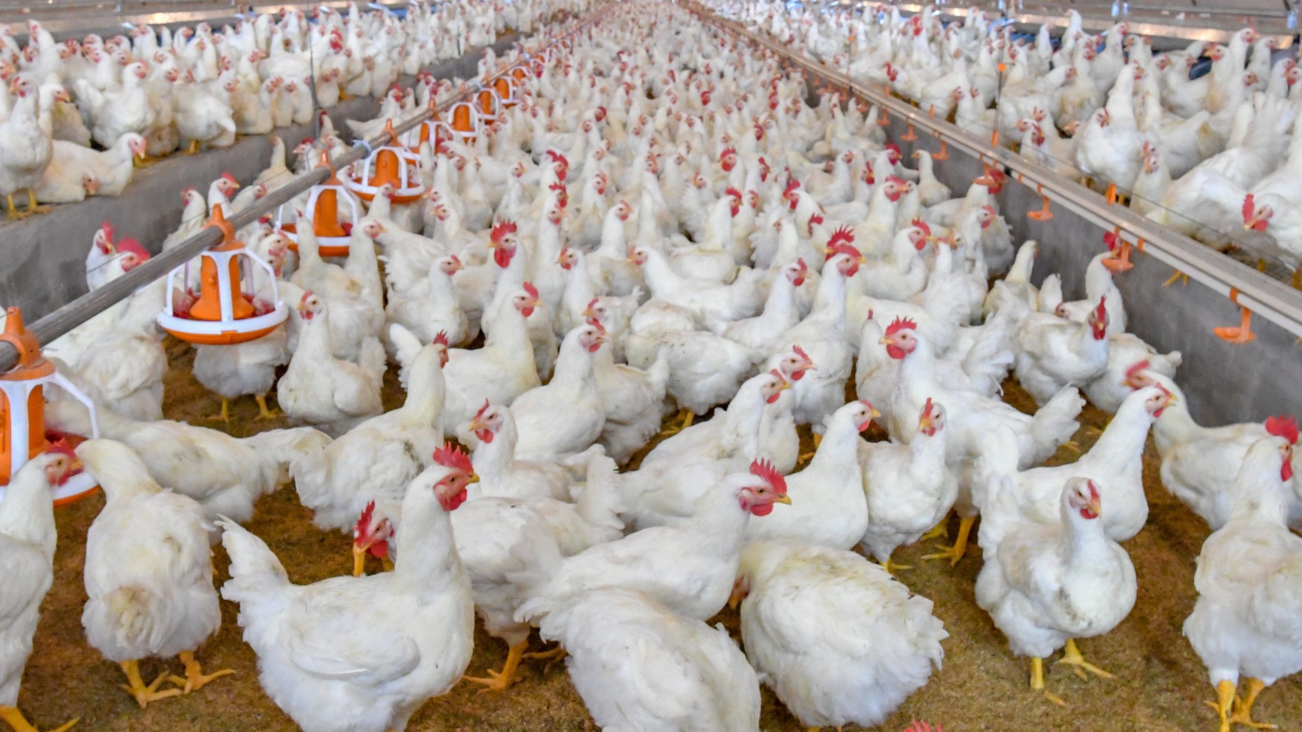 Bird flu discovered in second Butler County farm