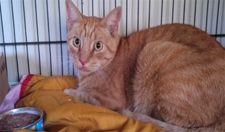 Fremont Shelter seeks community help after dozens of animals are left unclaimed