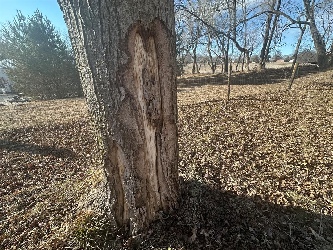 Sudden, severe cold linked to 'tree explosions'