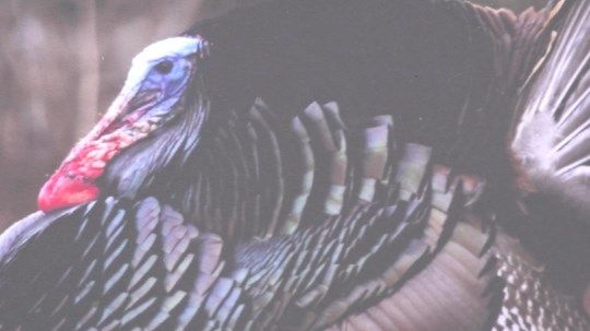 Nebraska Game and Parks talks turkeys ahead of opening weekend