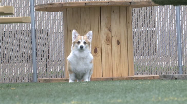 Dog bar to open in Lincoln’s Telegraph District