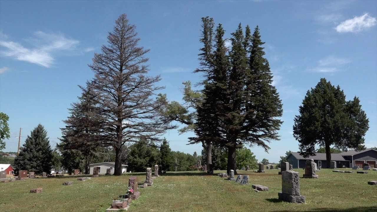 Fairbury Cemetery to receive 50 new trees through State Arboretum Grant ...
